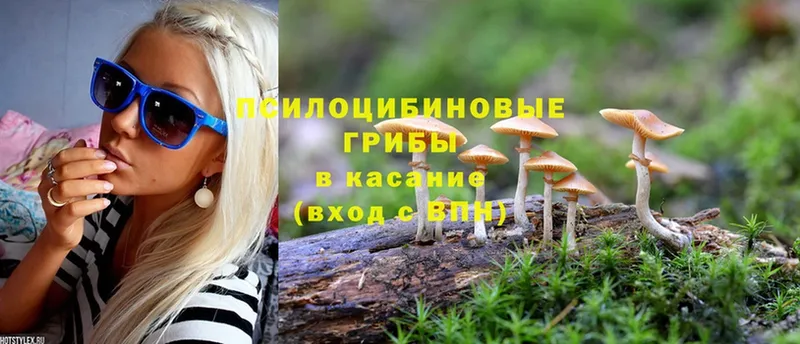 сколько стоит  маркетплейс клад  Галлюциногенные грибы Psilocybine cubensis  Ахтубинск 